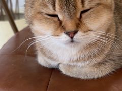 -共舞时光猫咖·狗咖(新街口店)
