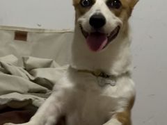 -艾贝尔宠物医院 ·内科全科(梁溪路店)