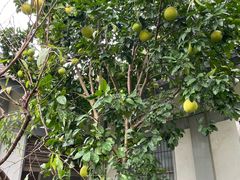 -尊宝比萨(江南豪园店)