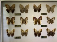 -上海昆虫博物馆