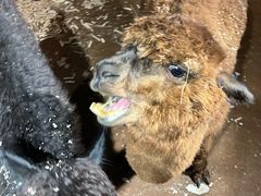 -正佳雨林生态植物园