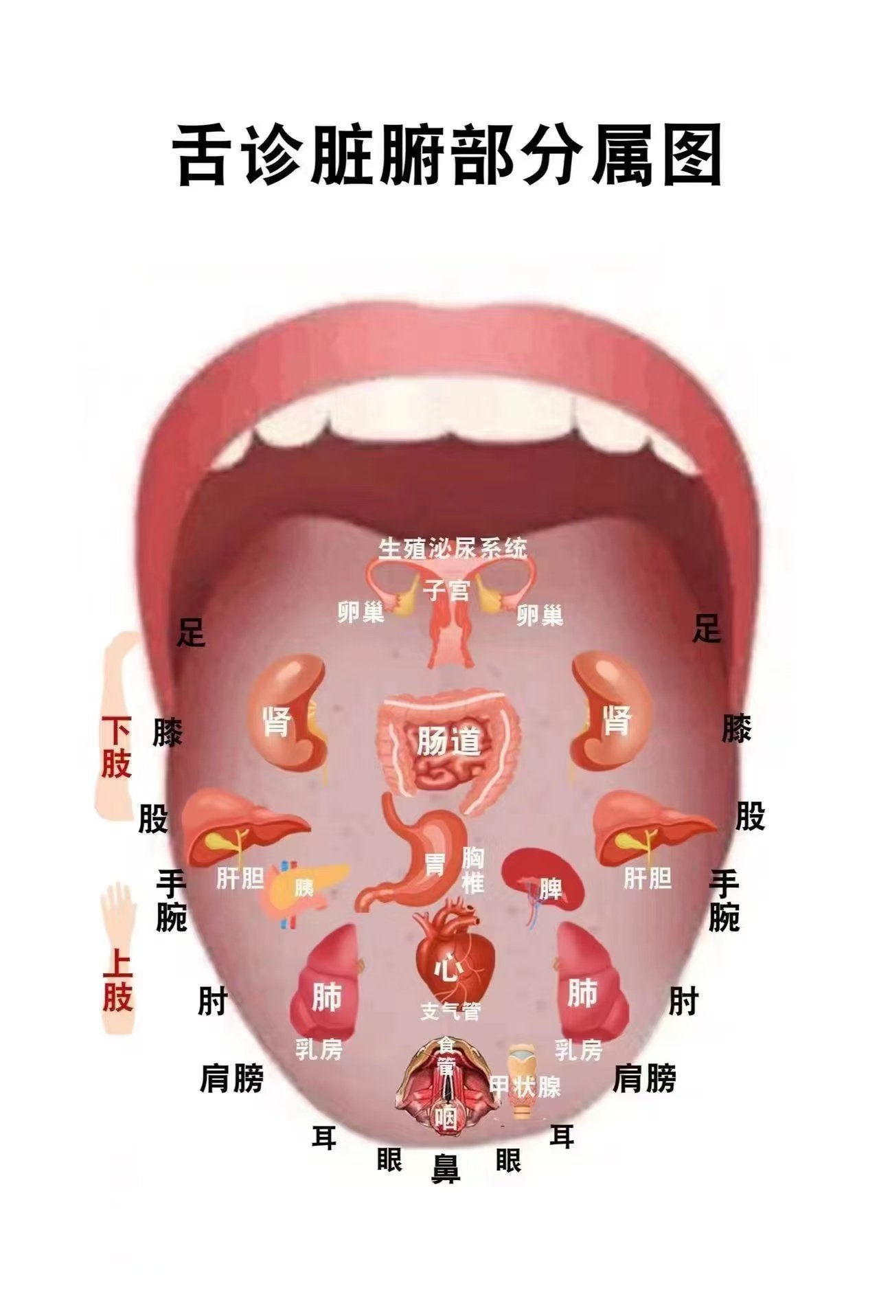 肝脏反射区位置示意图图片