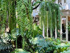 -Fern Forest Cafe