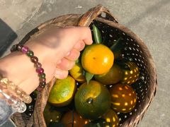 -南汇老顾农家乐采摘大团水蜜桃采摘店