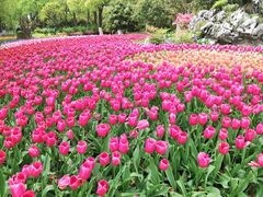 -上海鲜花港