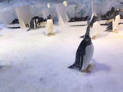 -芜湖新华联大白鲸海洋公园