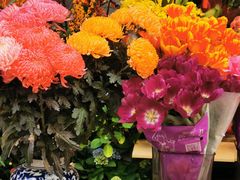 -溪岸路花鸟市场