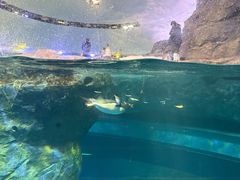 -新加坡飞禽公园