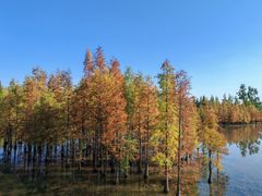 -白鹭湾湿地公园