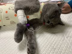 -瑞派·关忠动物医院·猫专科·犬专科(三环新城店)