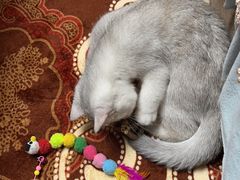 -创凡宠物医院·骨专科  猫科中心(西乡分院)