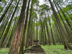 -武陵山森林公园