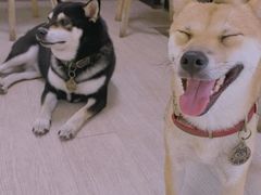 -柴犬高等学院·狗咖·柴犬售卖·宠物训练