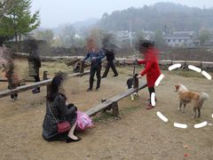 -千年银杏谷文化旅游区