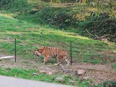 -合肥野生动物园