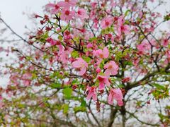 -天适樱花悠乐园