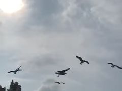 -拓恩帆船俱乐部