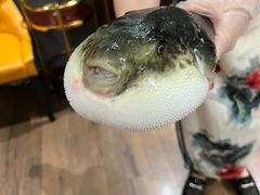 -鲐赏河豚(长寿店)