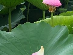-荷塘月色湿地公园·向阳花洲