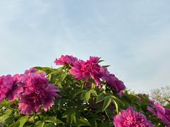 -曹州百花园