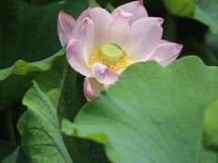 -莲湖公园