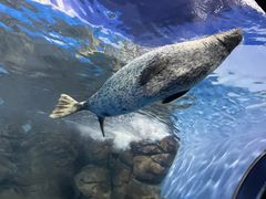 -上海海洋水族馆