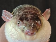 -永安鱼庄·镇江菜(东吴路店)