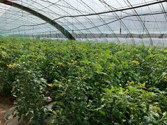 -万源龙顺度假庄园生态观光园