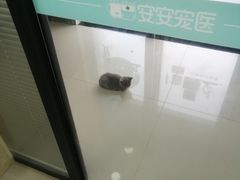 -安安宠物医院(情缘分院)