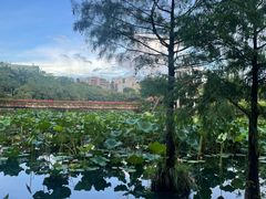 -深圳龙潭公园