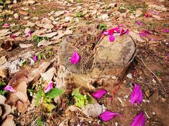 -南宁良凤江国家森林公园