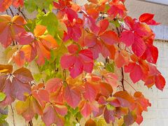 -三里屯东五街银杏大道