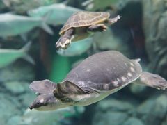 -上海海洋水族馆