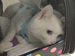 -纳吉亚猫专科动物诊疗中心(蒋宅口分院)