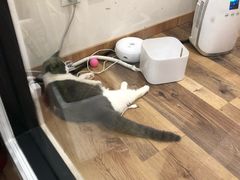 -袖虎·猫馆(体育西路店)