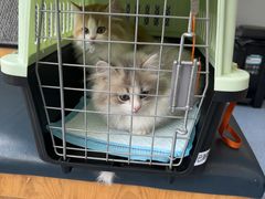 -伟伟宠物医院·瑞派猫友好医院·猫科(光谷店)