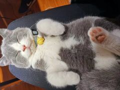 -喵zoo家庭繁育猫舍(尖东智能花园店)