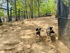 -大连森林动物园