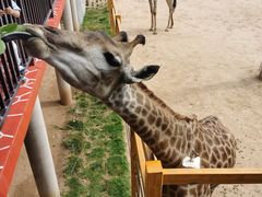 -西霞口神雕山野生动物世界