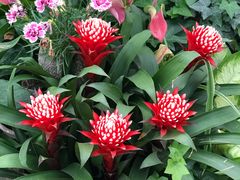 -上海鲜花港