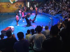 -烟台海昌鲸鲨海洋公园