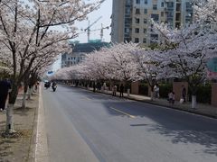 -高东镇樱花园