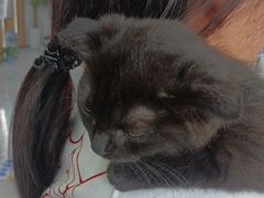 -pd派德宠物中心医院24H急重症·眼科中心·血液透析中心(嵩山北路店)