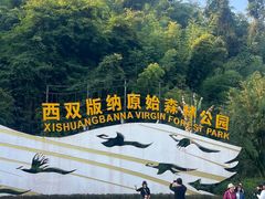 -西双版纳原始森林公园