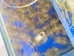 -阳澄湖大闸蟹·琼灵阁牌品牌连锁(吴中总店)