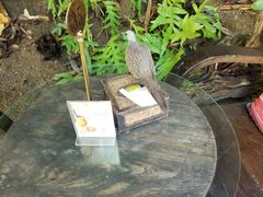 -Fern Forest Cafe