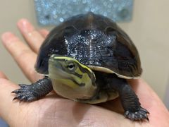 -瑞派名望24h动物医院异宠专科·猫专科·骨科·重症监护分院