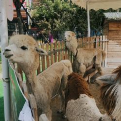 -萌宠亲子动物乐园(槐房万达店)