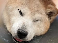 -申普宠物医院·心脏介入·心血管微创(总院)