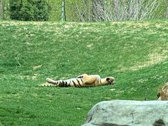 -北京野生动物园